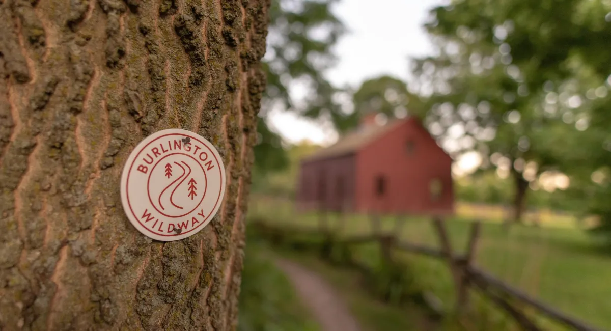 Tree in foreground with Burlington Wildways trail blaze and barn in background.