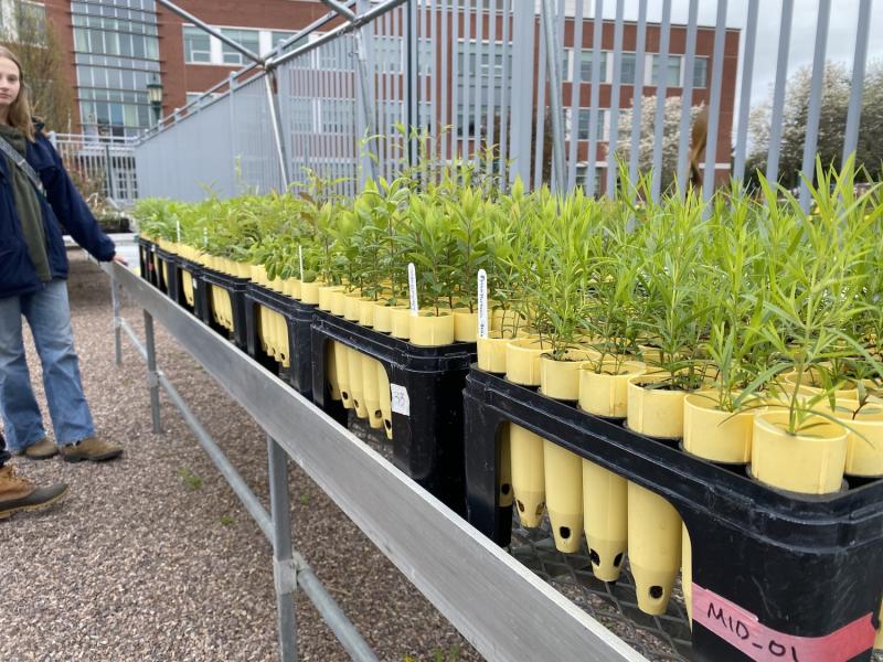 Plants transferred outside to acclimate to temperatures