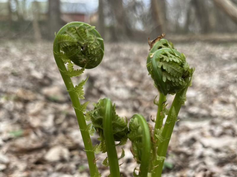 fiddlehead ferns