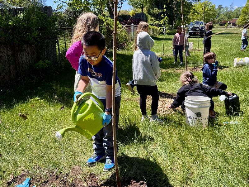 tree planting watering