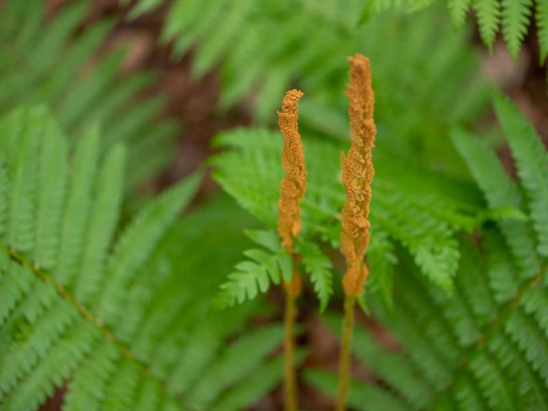 Mount Calvary fern
