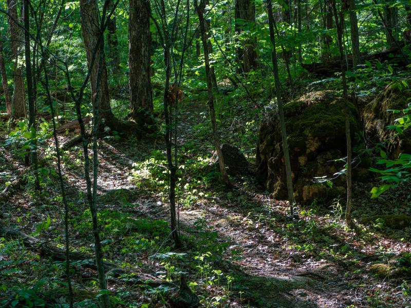 Sun shining across trail in understory of Arms Forest
