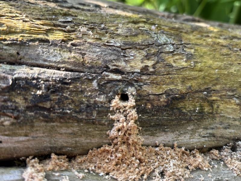 excavated material from bee nest cavity