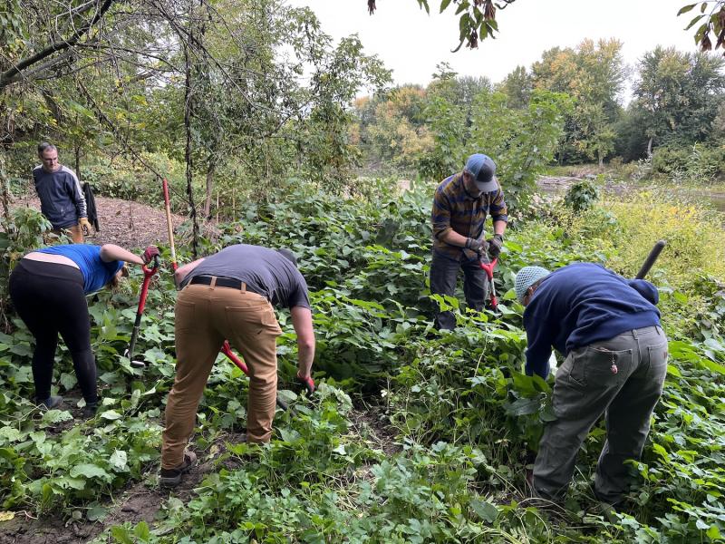 land stewards removing knotweed