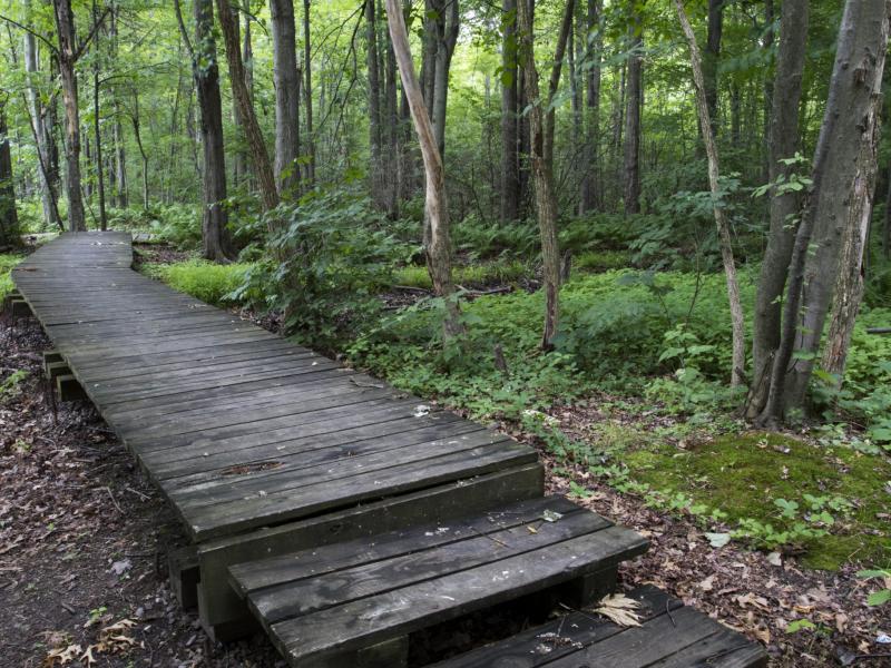 Boardwalk at MCRMW entrance