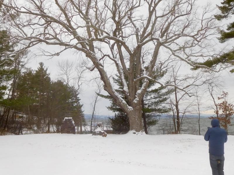 Oakledge white oak, oldest in Burlington and older than U.S. constitution