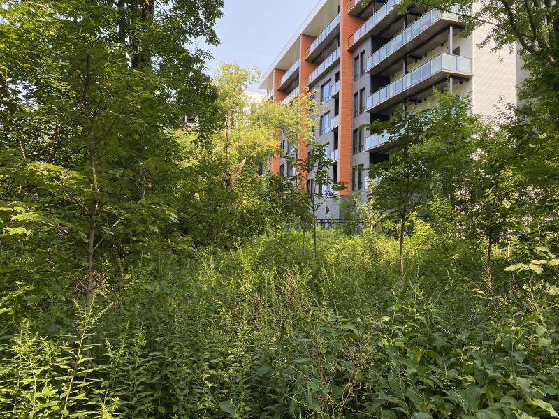 Cambrian rise through trees