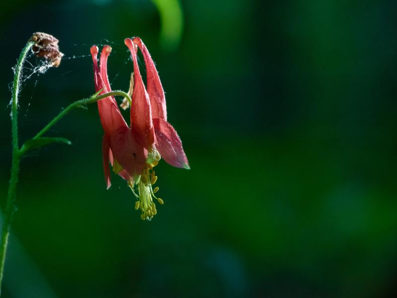 Eastern Columbine in Flower at Arms Forest
