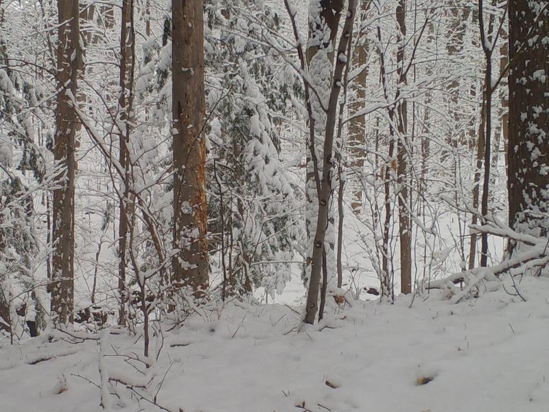 Trees stand blanketed in a fresh layer of snow in Crescent woods