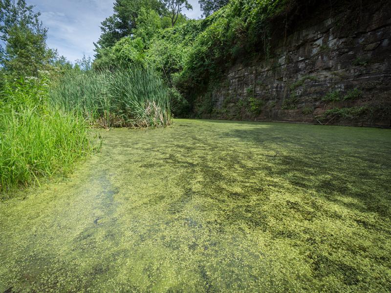Duckweed floating on pond in Quarry