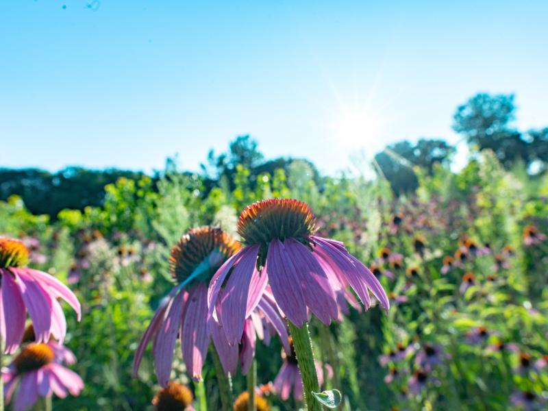Echinacea at the Intervale Farms