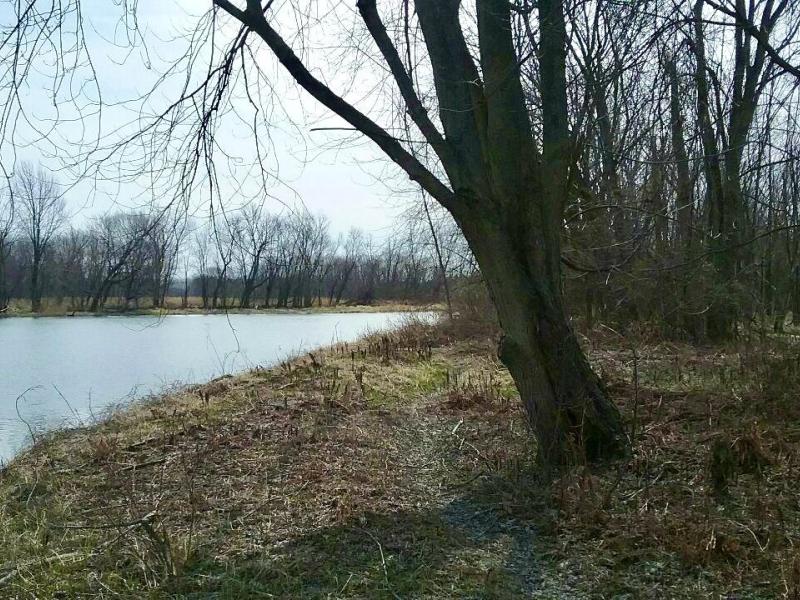 Edge of the Winooski River at Heineburg Wetlands