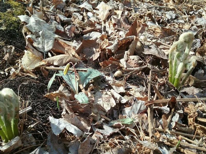 Ferns and trout lily emerging in the spring