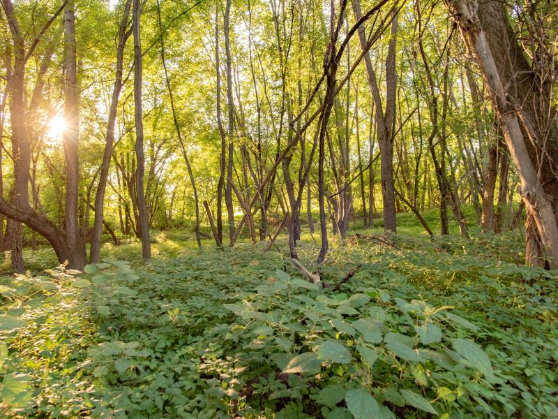 Floodplain forest at the Intervale