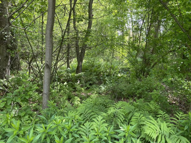 Forest at Appletree Point through the ferns