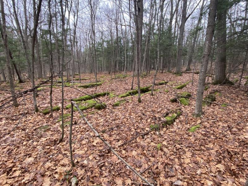 Mossy bedrock visible through fallen leaves