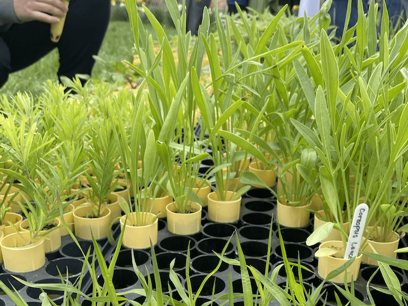 selecting plant plugs at giveaway