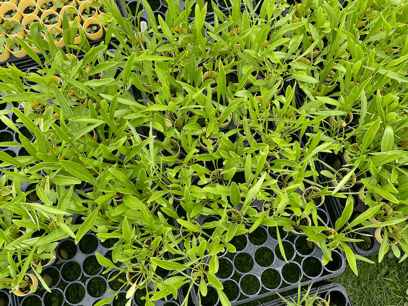 plant plugs view from above