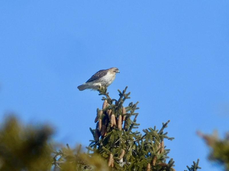 Hawk hunting at Redstone Quarry