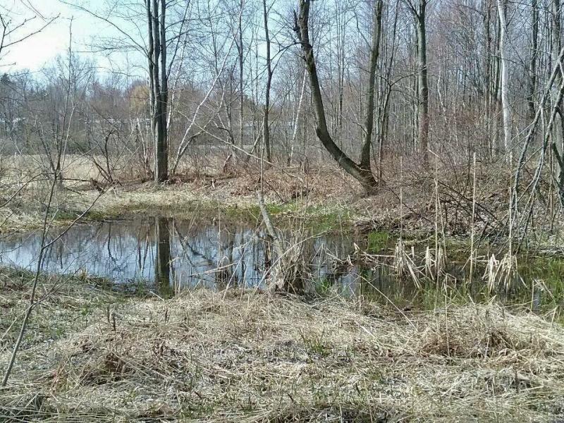 Pool of standing water at Heineburg wetlands