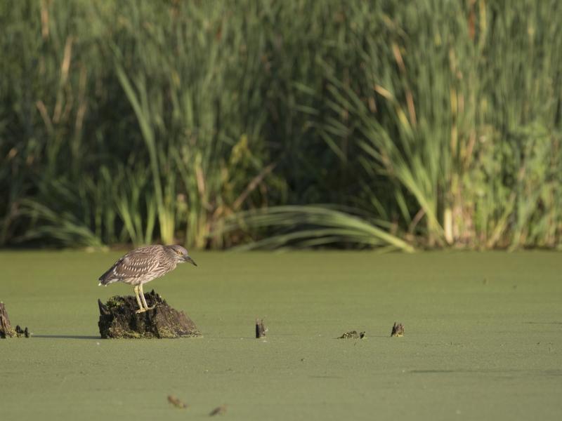 Heron in Arthur Park wetlands