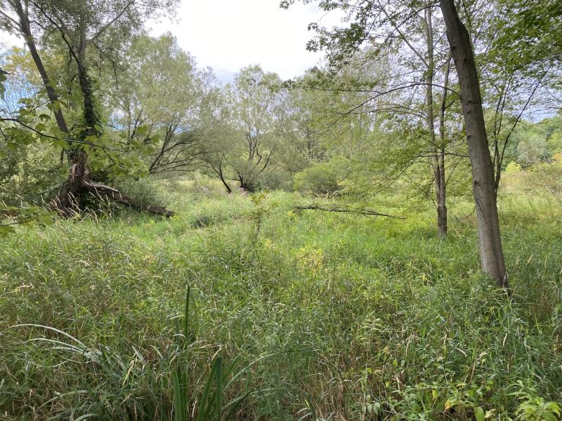 Heineberg wetlands