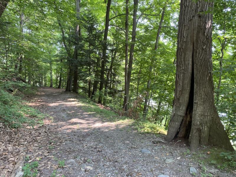 Hollow tree along trail
