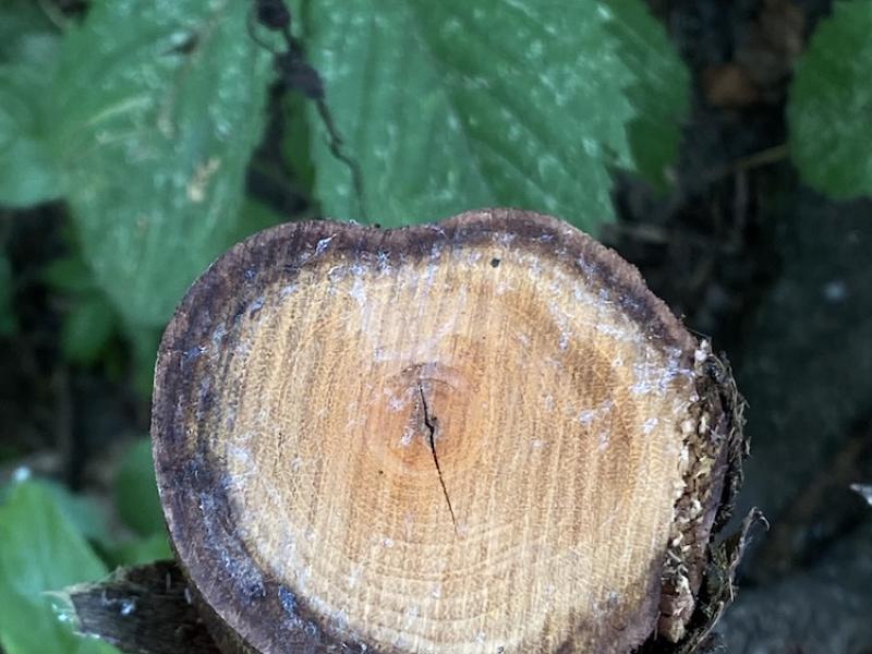 older cut stem dying back
