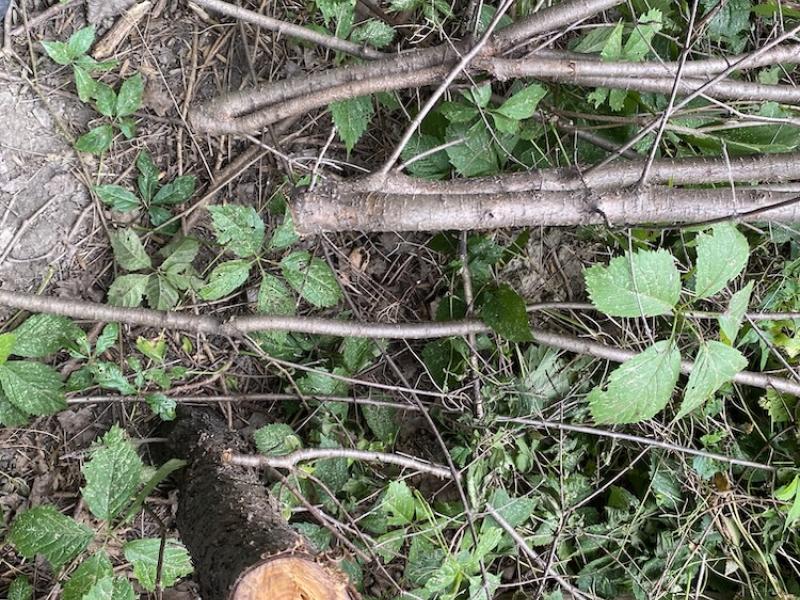 cut buckthorn stem and felled branches