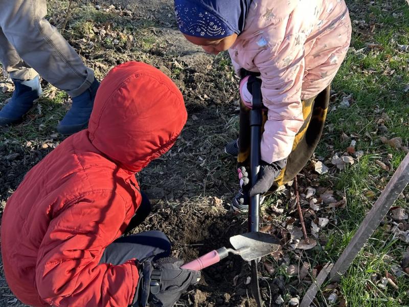 tree planting teamwork
