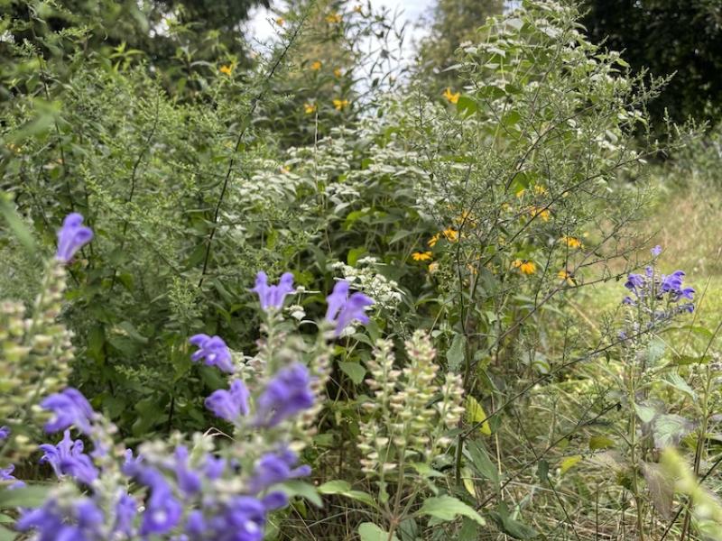 medium height meadow in mid summer