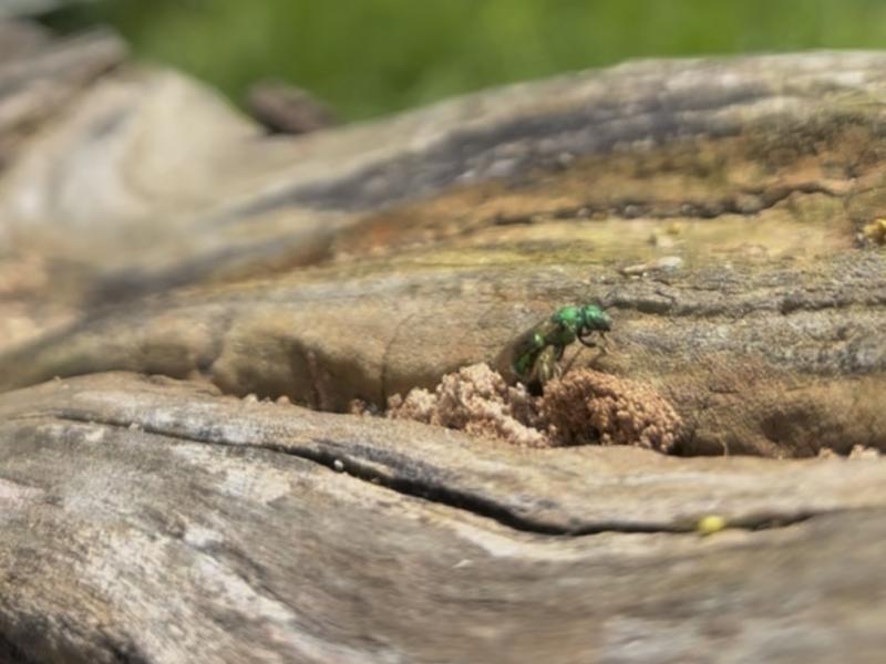 sweat bee entering nest