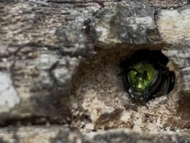 sweat bee at entrance of nest