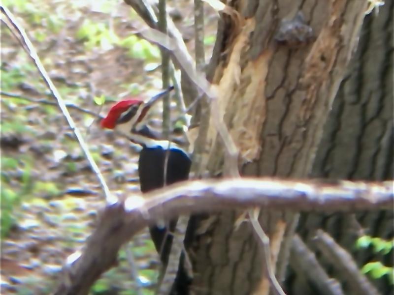 woodpecker creating cavity on tree