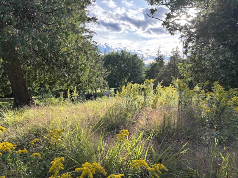 sunny low growing lawn alternatives