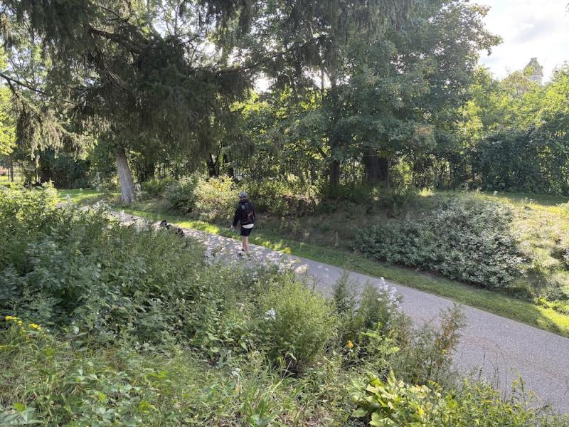 bank plantings along roadway