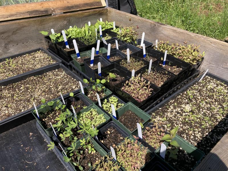 germinating seeds in nursery