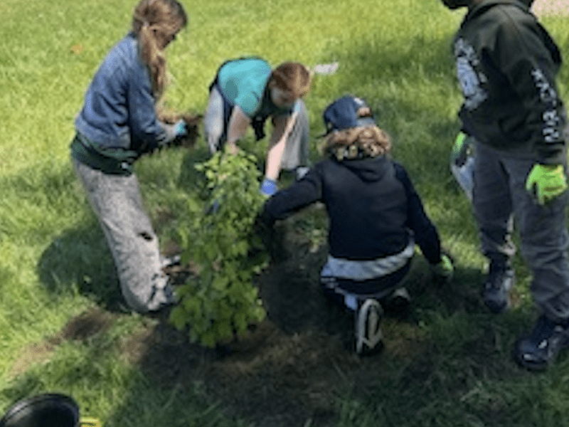 tree planting teamwork group of four