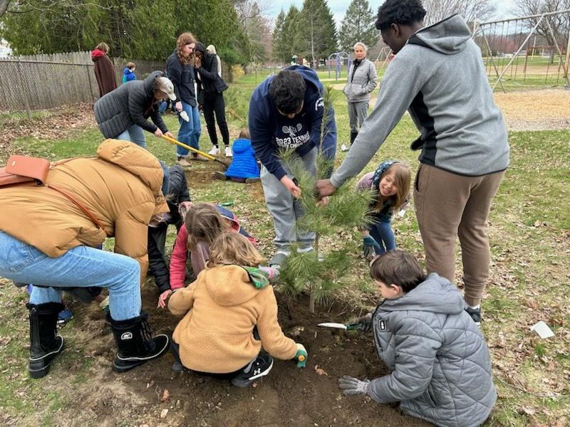 planting a pine tree