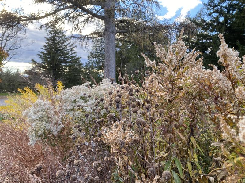 winter seed heads of entrance garden