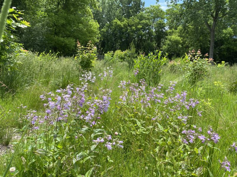 new forest growing in wildlife corridor