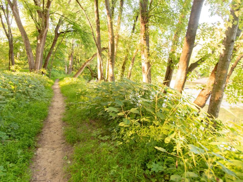 Intervale Center trail along the Winooski River