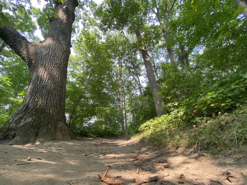 Kieslich trail and oak tree