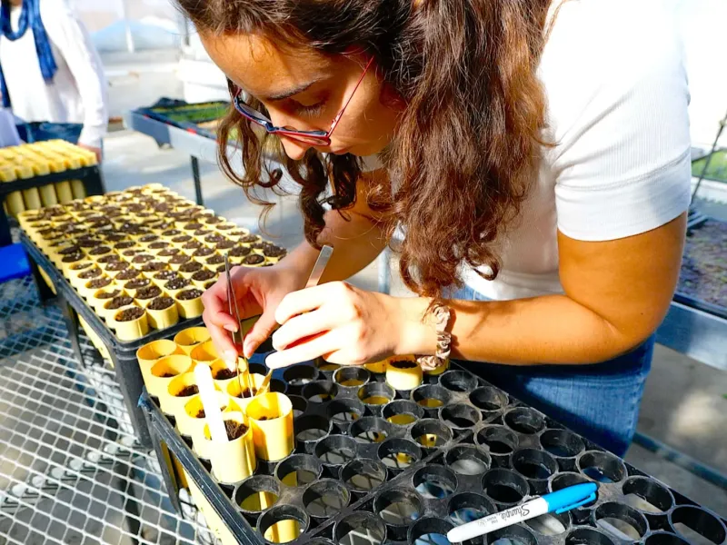student in greenhouse transplanting