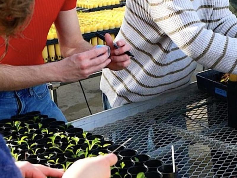 students in greenhouse transplanting