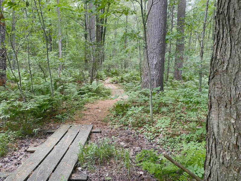 MCRMW trail through the ferns and pine trees