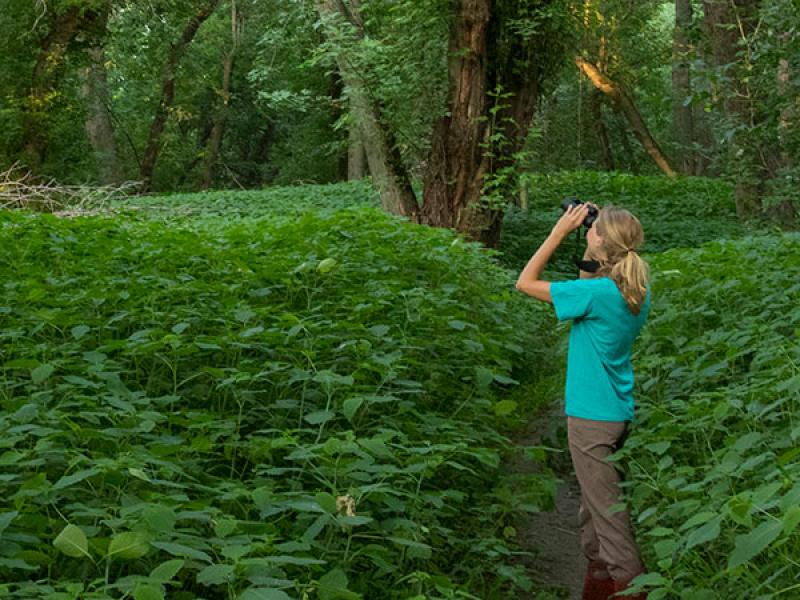 Birdwatching in McKenzie Park