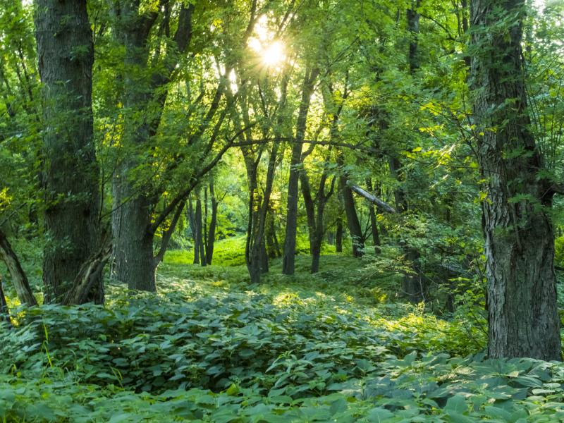 Sunlight shining into the understory of McKenzie Park