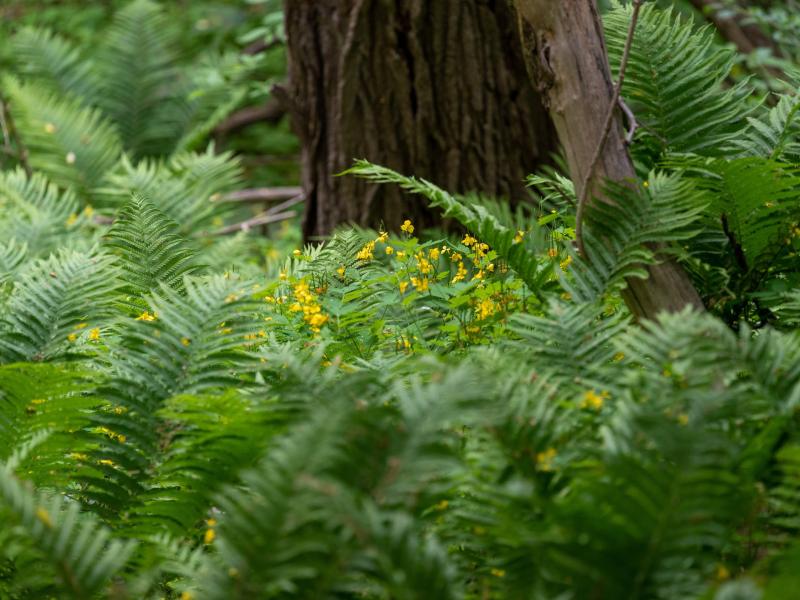 Mount Calvary Ferns