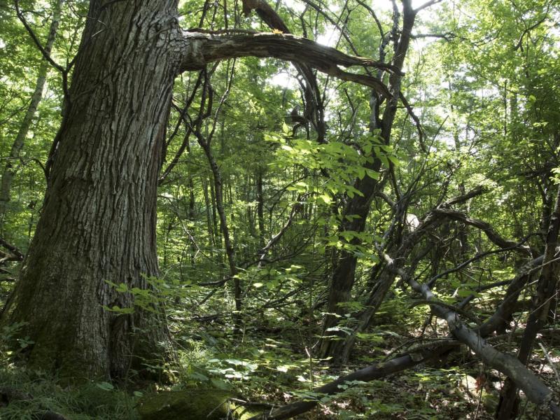 A stately old red oak grows near the border of the Arms Forest property.